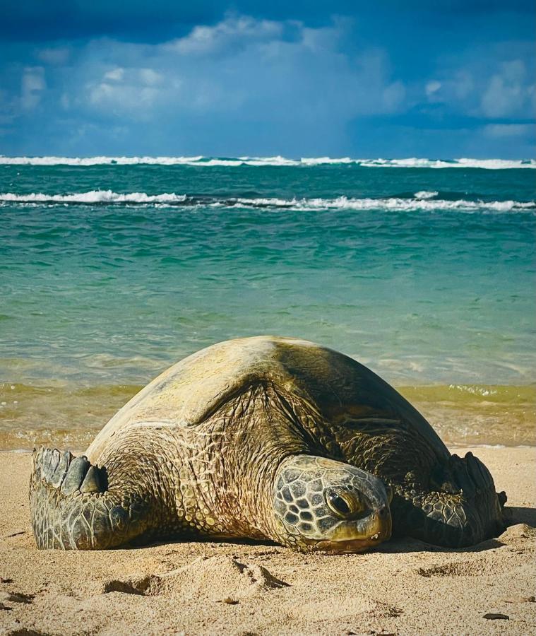 Explore Maui'S Diverse Campgrounds And Uncover The Island'S Beauty From Fresh Perspectives Every Day As You Journey With Aloha Glamp'S Great Jeep Equipped With A Rooftop Tent Paia Esterno foto